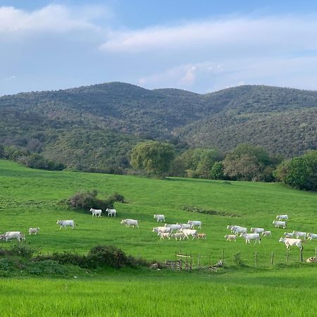 Fattoria Tolomei Campagnatico المظهر الخارجي الصورة