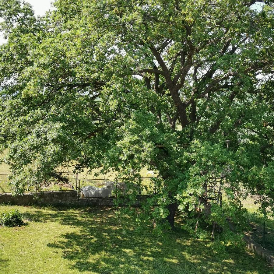 Fattoria Tolomei Campagnatico المظهر الخارجي الصورة