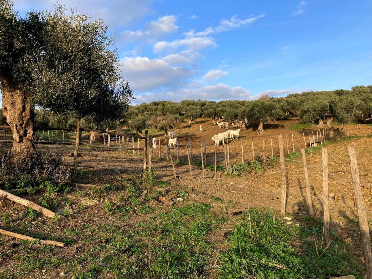 Fattoria Tolomei Campagnatico المظهر الخارجي الصورة