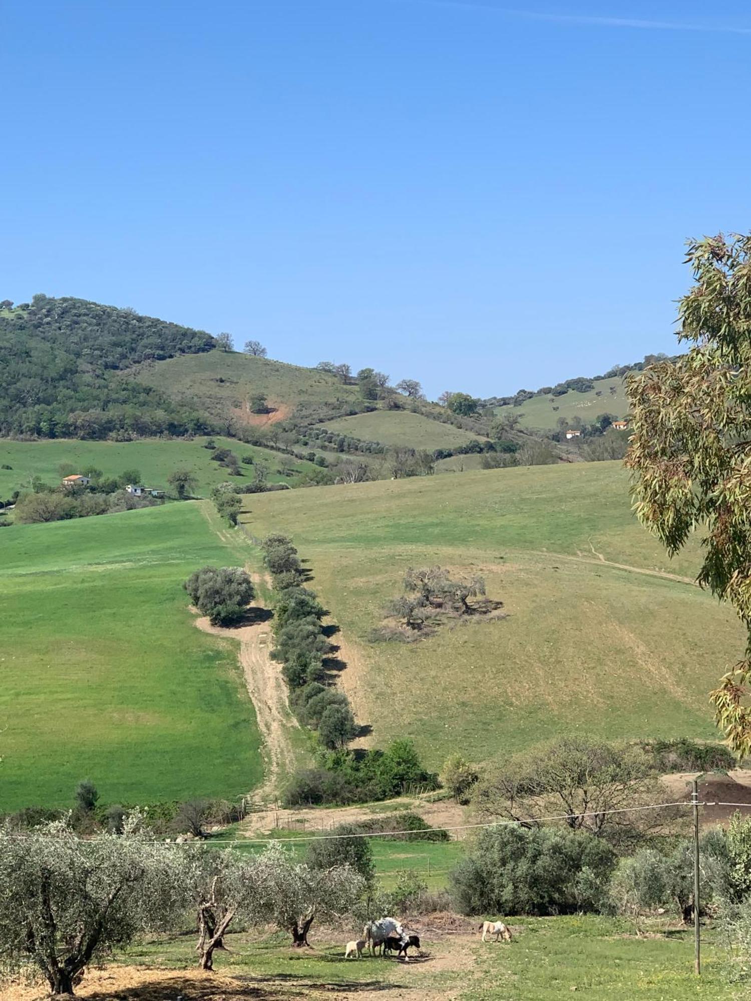 Fattoria Tolomei Campagnatico المظهر الخارجي الصورة
