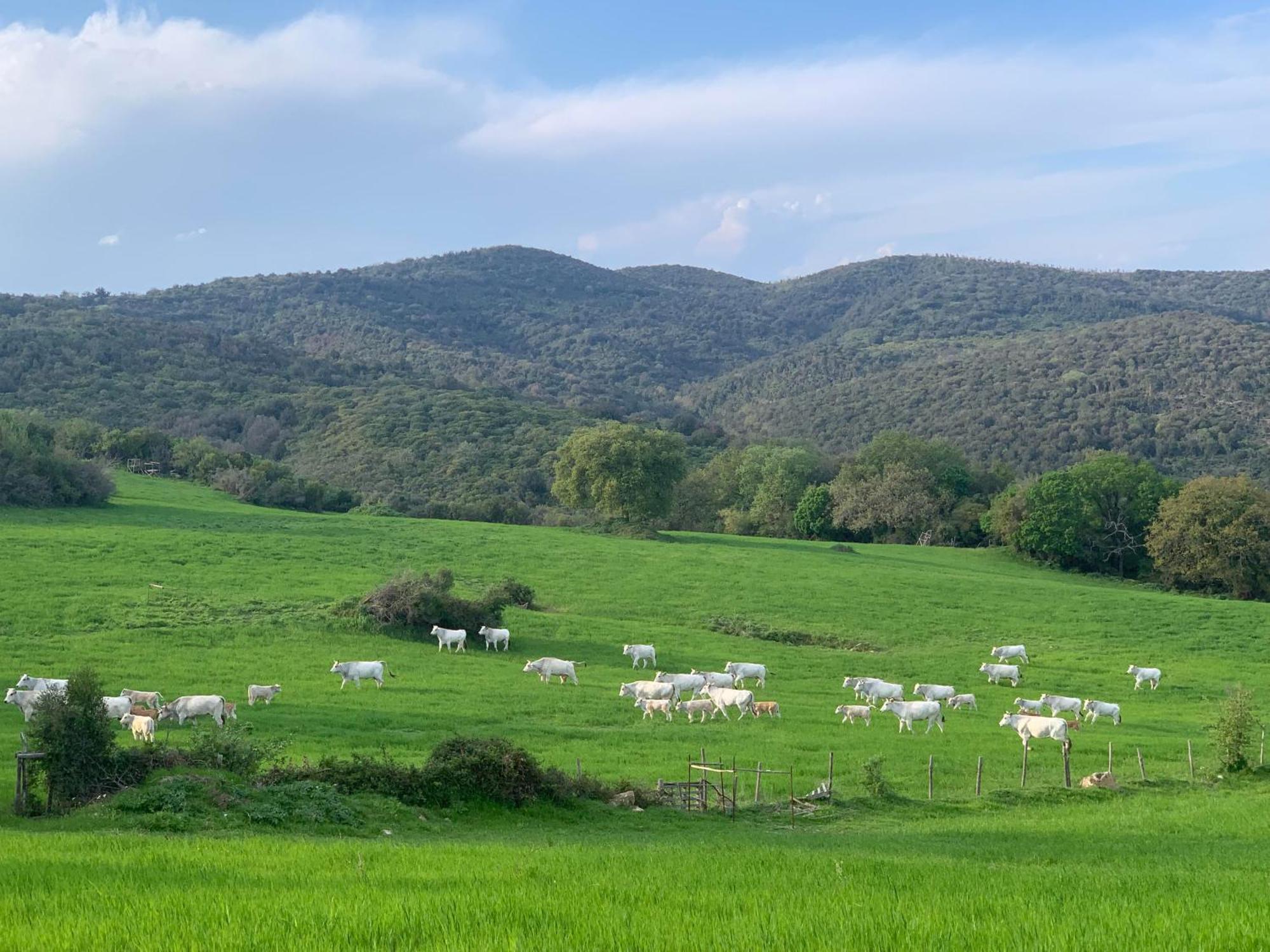 Fattoria Tolomei Campagnatico المظهر الخارجي الصورة